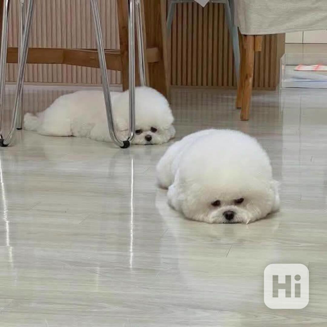 Bišonek na prodej - foto 1