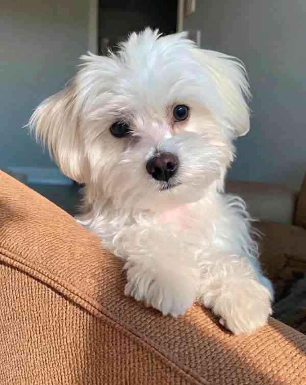 Bišonek na prodej - foto 2