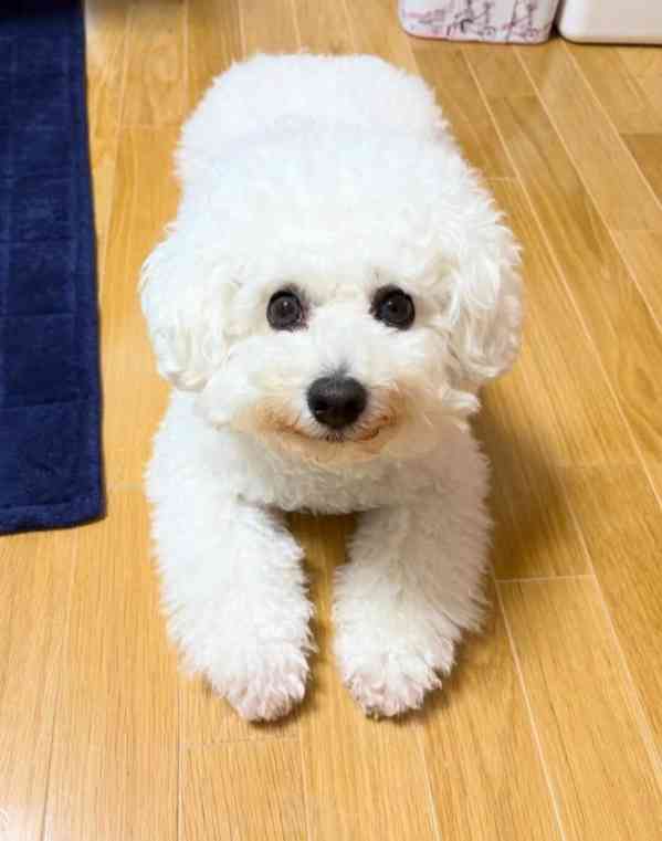 Bišonek na prodej - foto 4