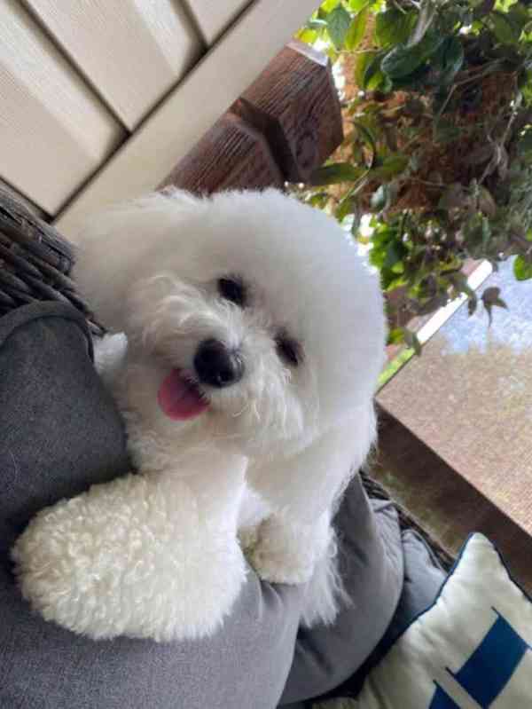 Bišonek na prodej - foto 3