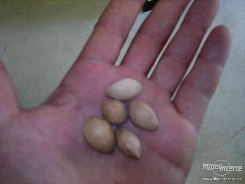 Ginkgo biloba ( Jinan dvoulaločnatý ) - semena 5ks - foto 6