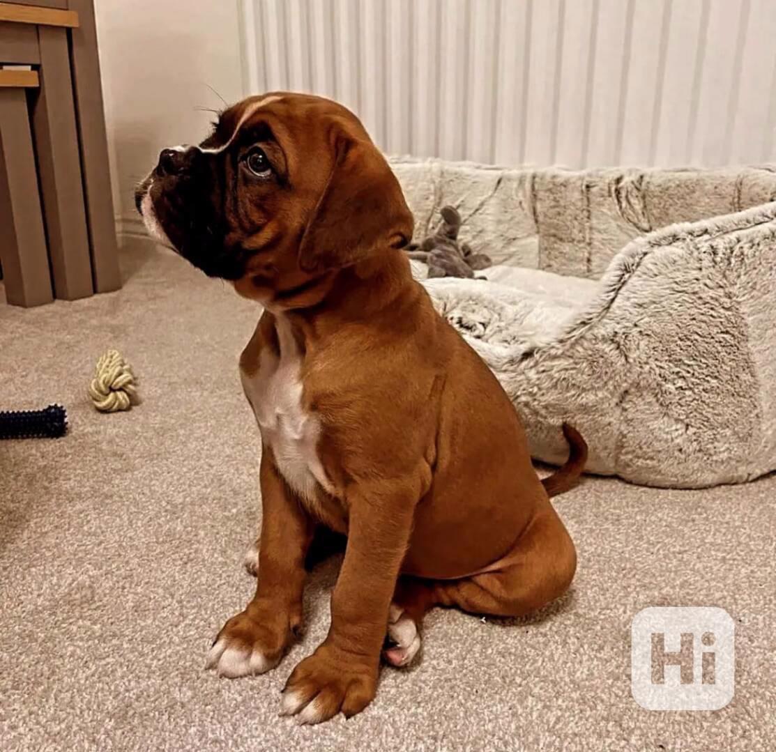 Roztomilá štěňátka boxera - foto 1