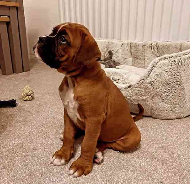 Roztomilá štěňátka boxera - foto 1