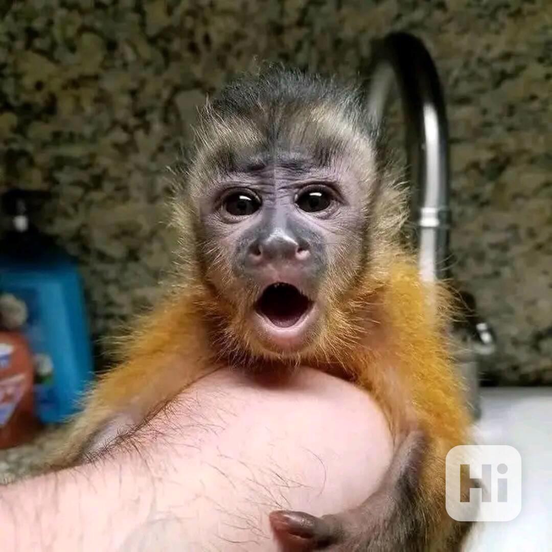  Zručný kapucínský hráč - foto 1