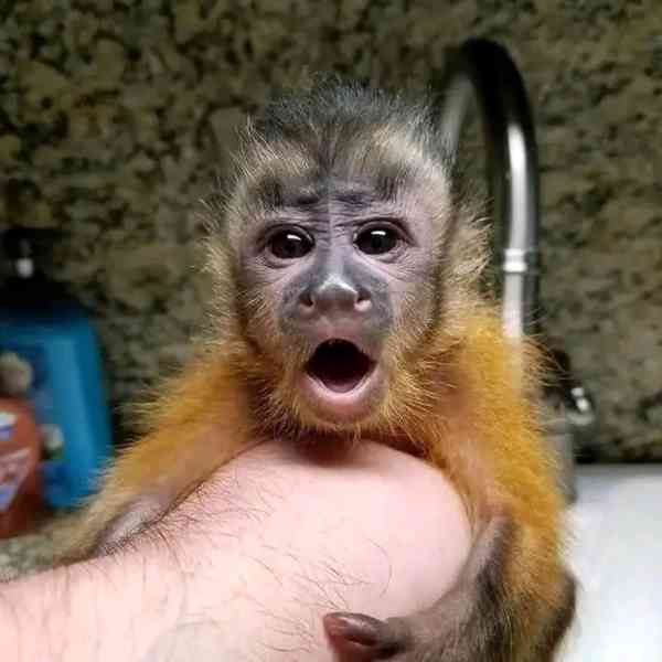  Zručný kapucínský hráč - foto 1