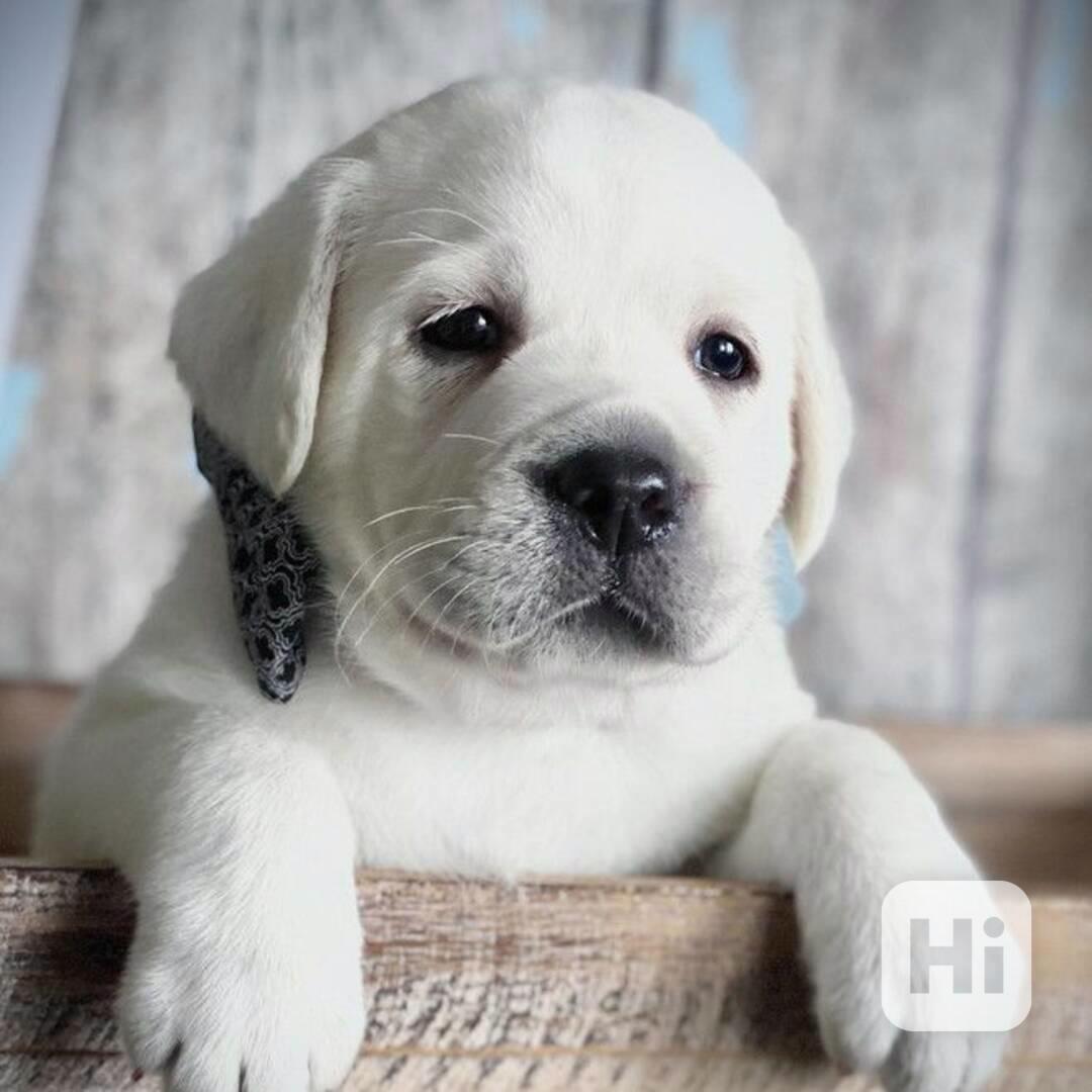 Rozkošná štěňátka labradorů - foto 1