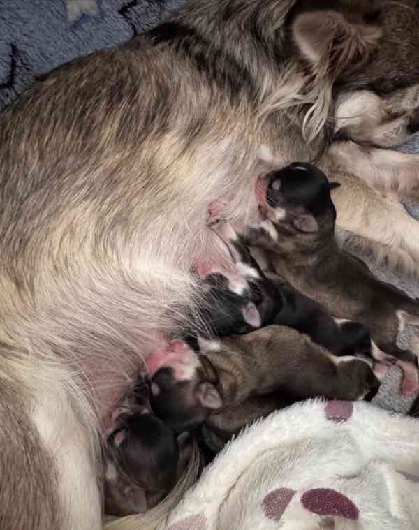 Štěňata čivav huskyho značení s vzácnou thajskou linií KC - foto 6