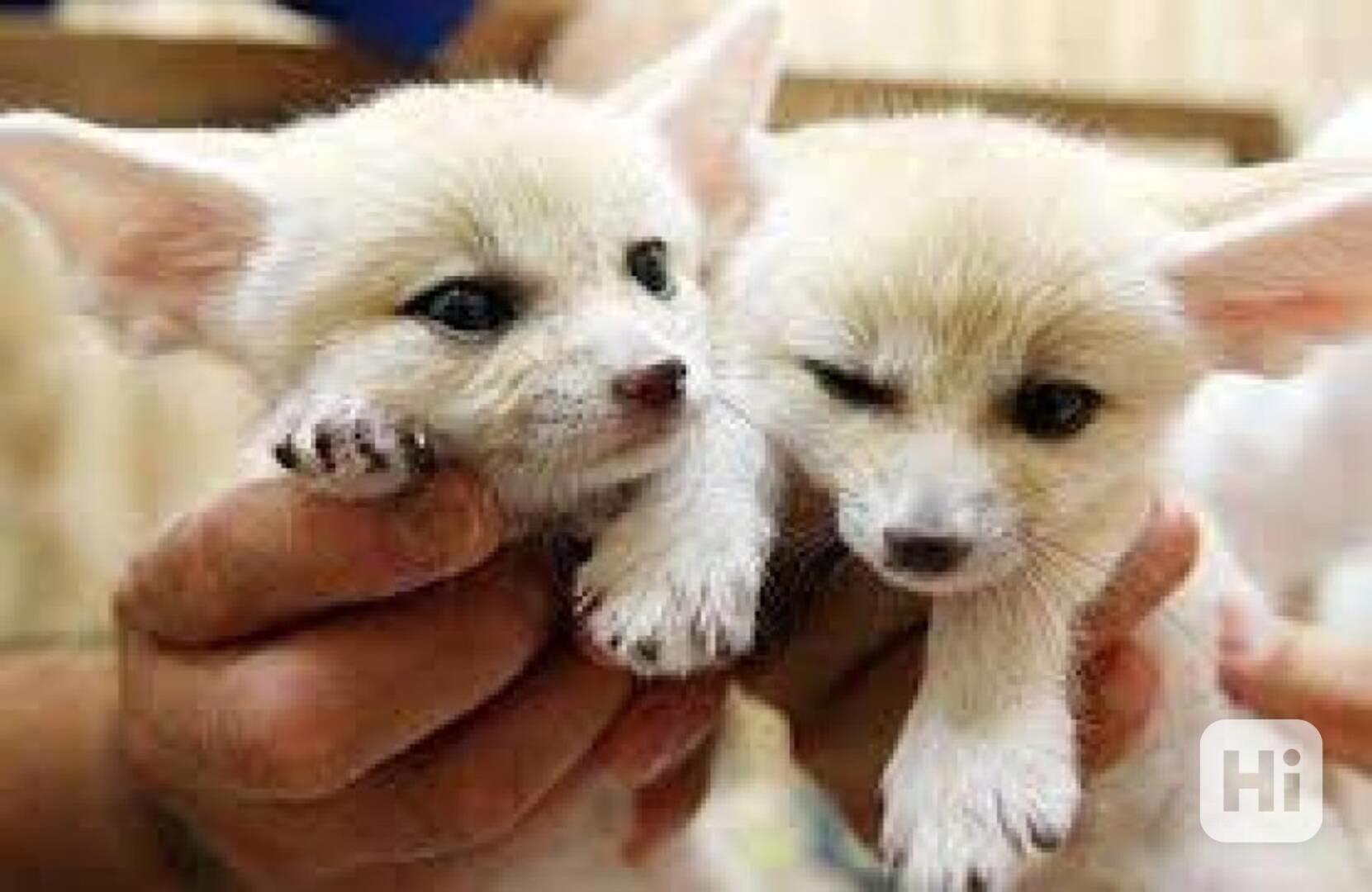 Registrovaná koťátka Fennec Foxes na prodej Nyní máme samce  - foto 1