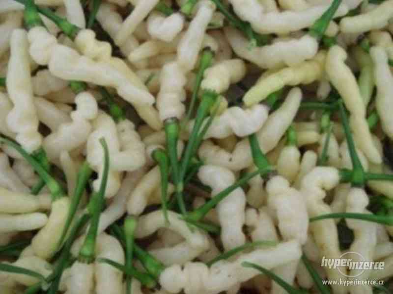 Chilli paprička Aribibi Gusano - semena - foto 1