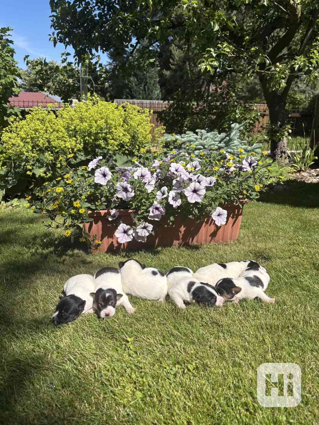 Jack Russel - foto 1