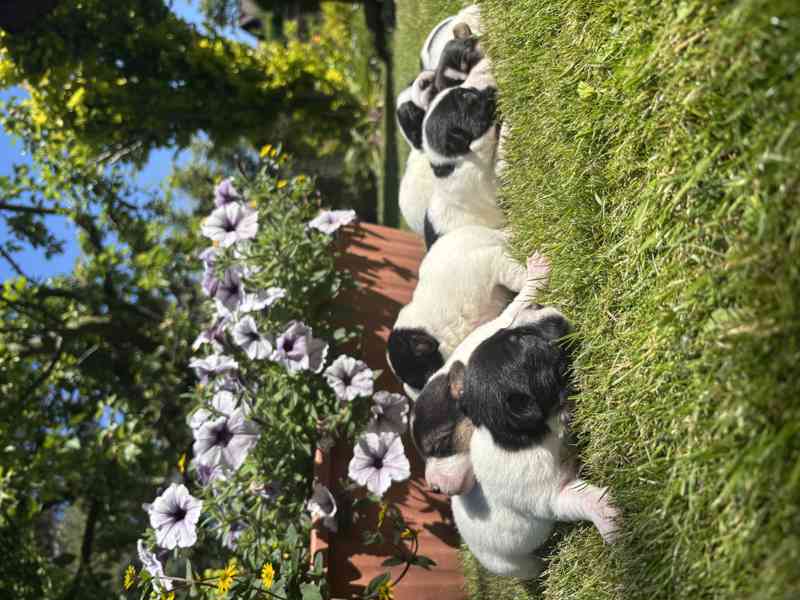Jack Russel - foto 3