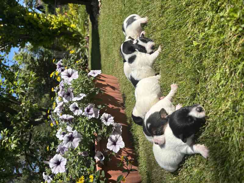 Jack Russel - foto 4