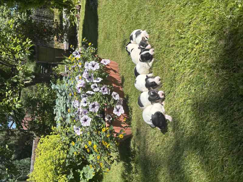 Jack Russel - foto 2