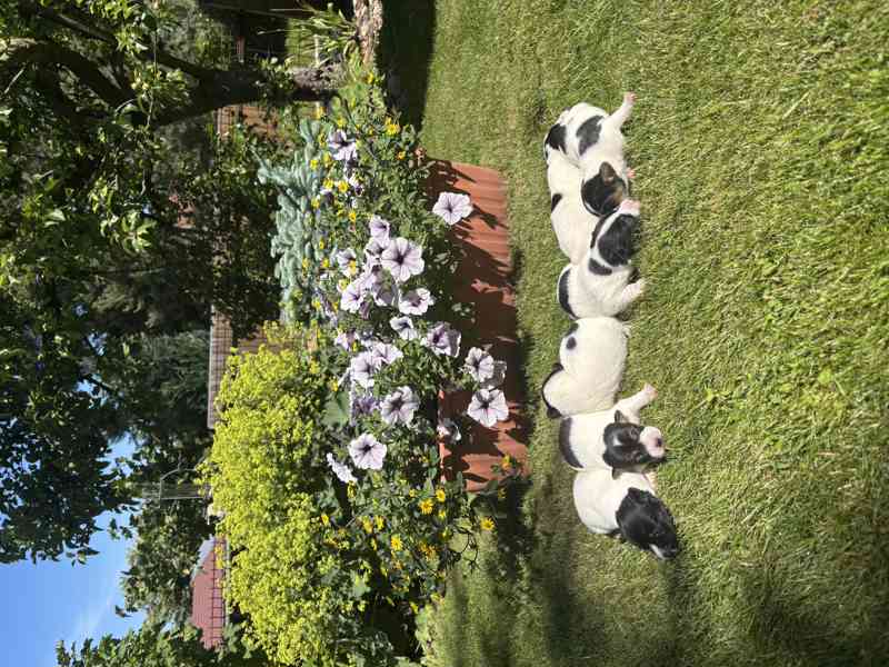 Jack Russel - foto 1