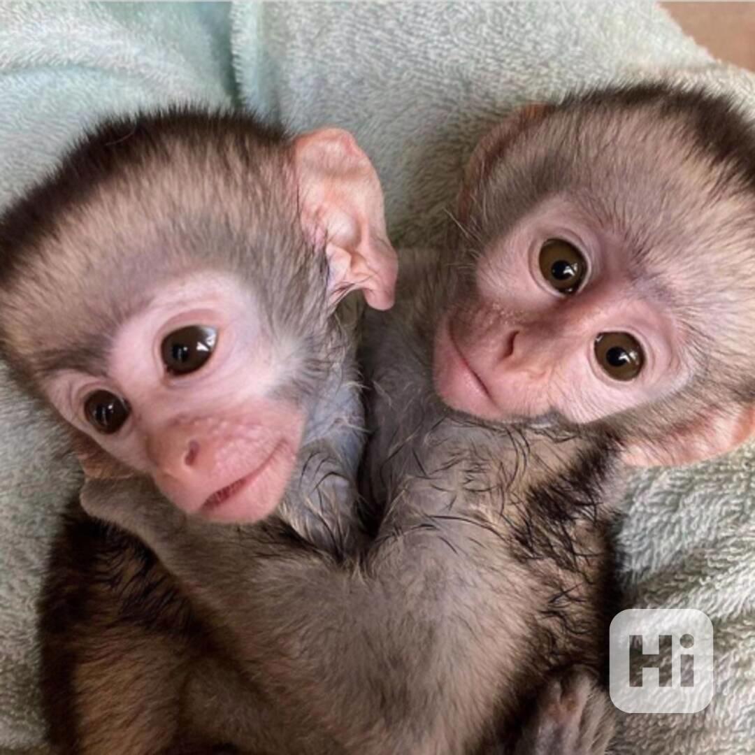 Kapucínské opice připravené k připojení k milujícímu domovu - foto 1