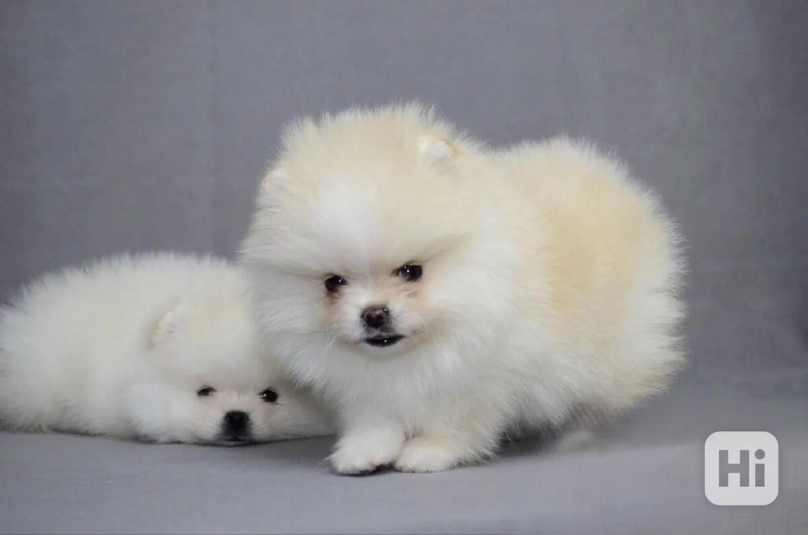 Mini Pomeranian / německý špic s PP - foto 1