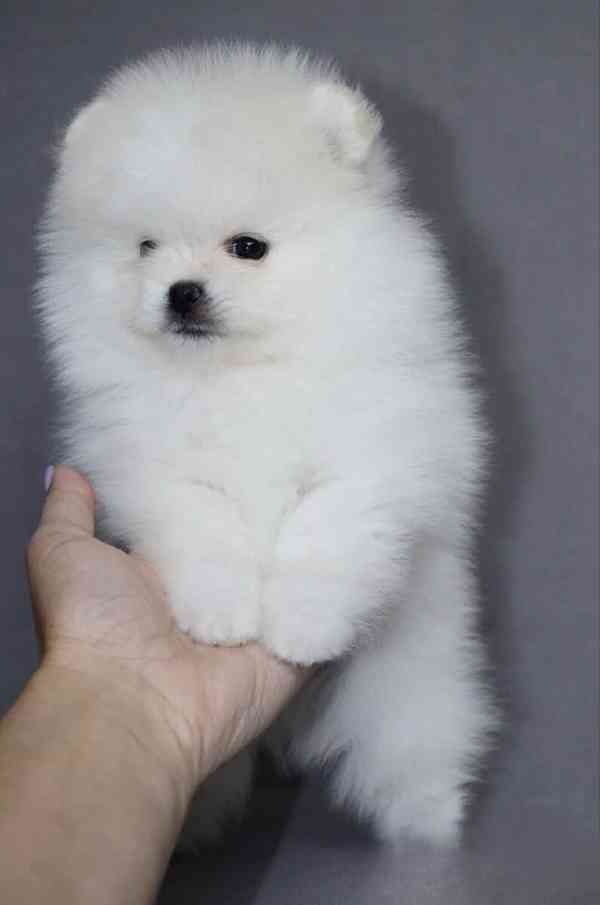 Mini Pomeranian / německý špic s PP - foto 3