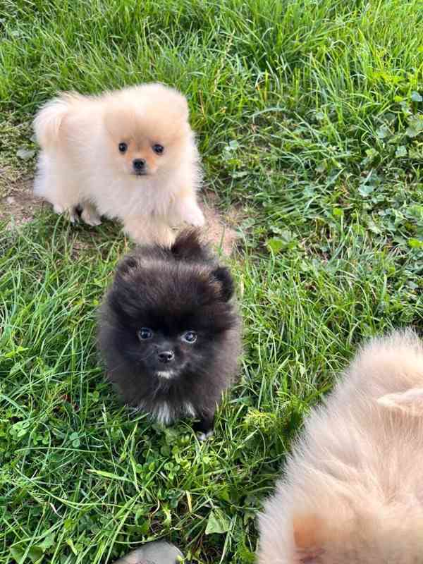 Mini Pomeranian / německý špic s PP - foto 2