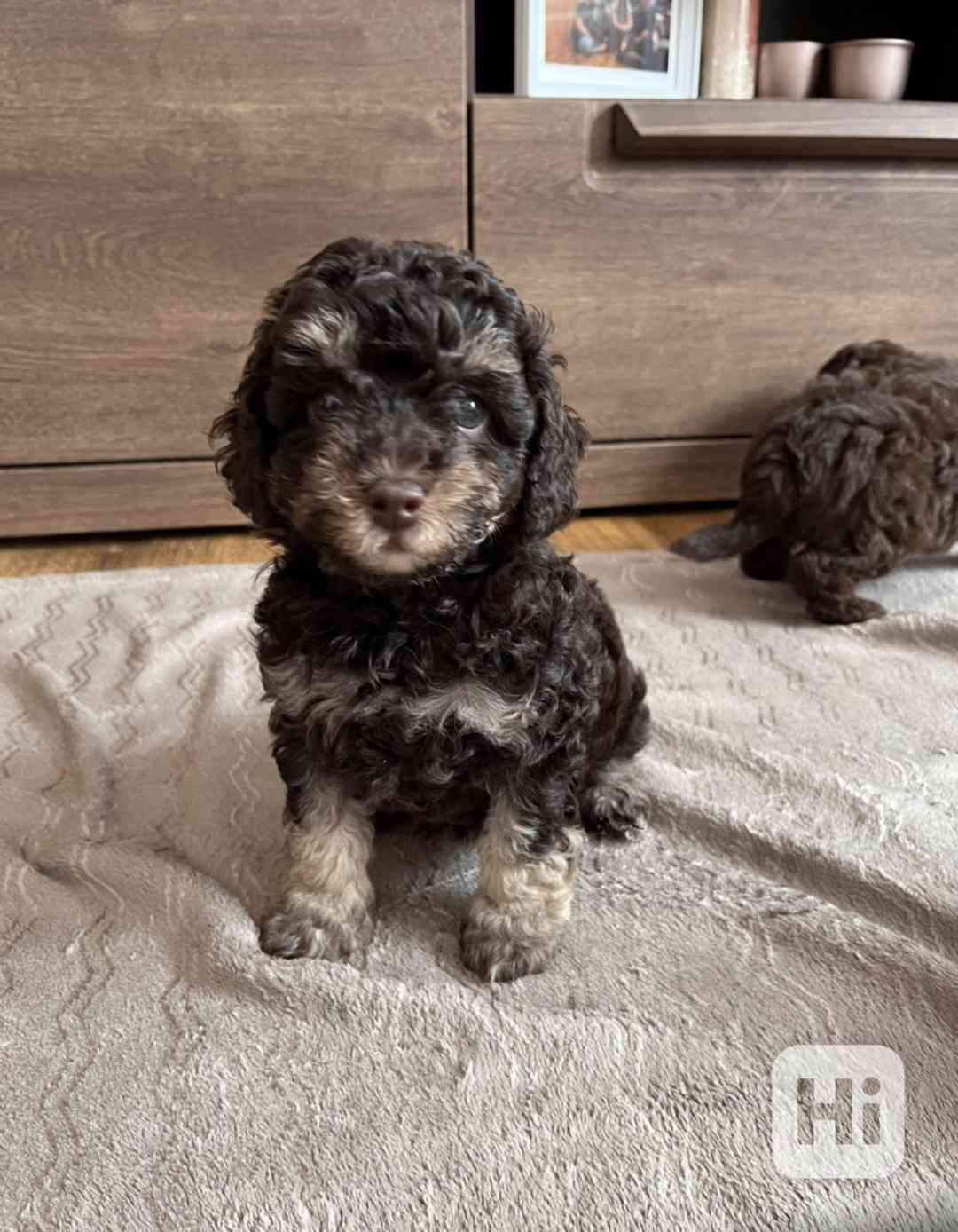 pudl trpaslíčí hnědý s pálením - foto 1