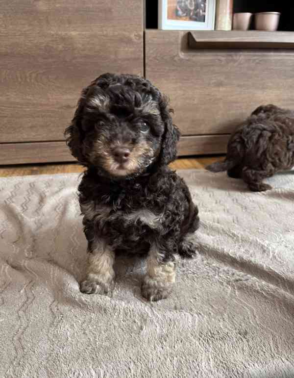 pudl trpaslíčí hnědý s pálením - foto 1