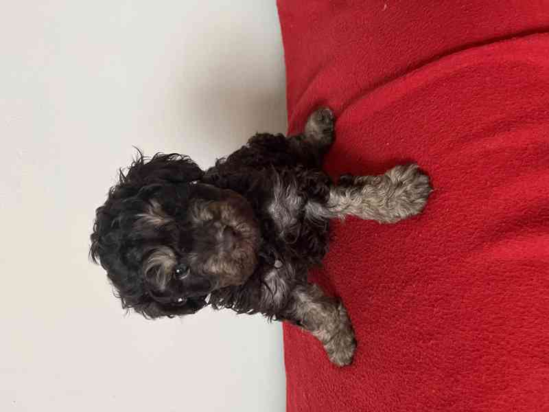 pudl trpaslíčí hnědý s pálením - foto 3