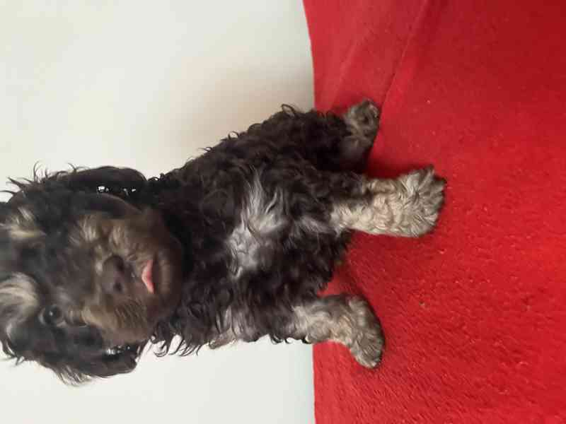 pudl trpaslíčí hnědý s pálením - foto 2