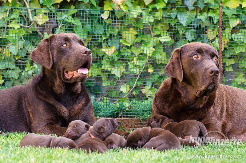 Labradorský retriever /čokoládový s PP/ - foto 1