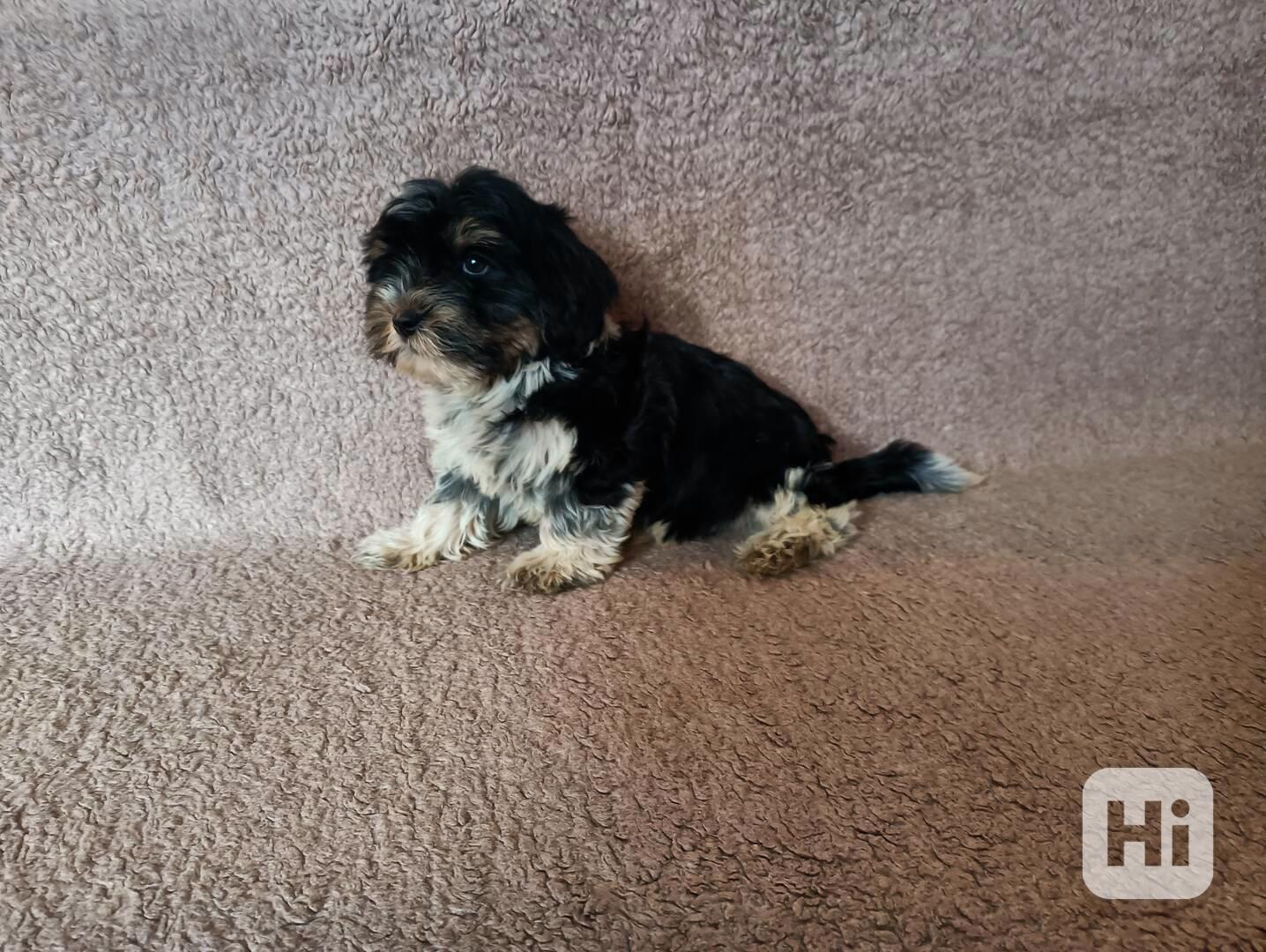 Biewer terier - foto 1