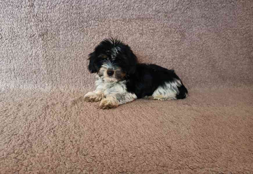 Biewer terier - foto 2