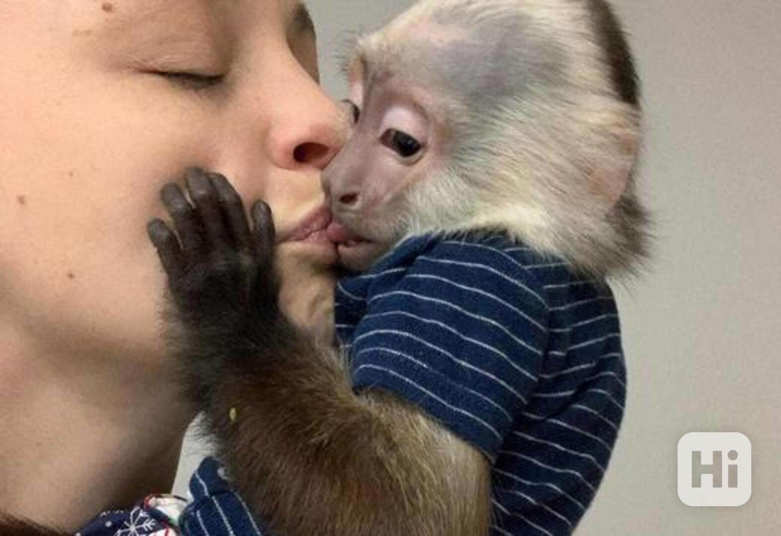 Inteligentní dítě kapucín, opice na prodej- - foto 1