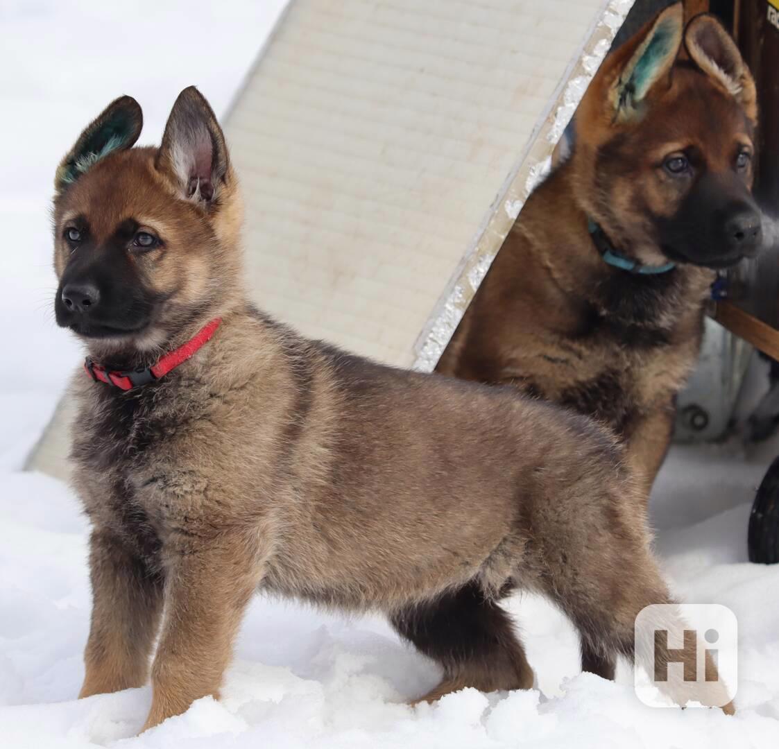 Německý ovčák s PP - foto 1