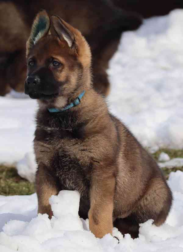 Německý ovčák s PP - foto 2