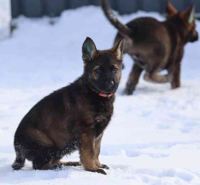Německý ovčák s PP - foto 6