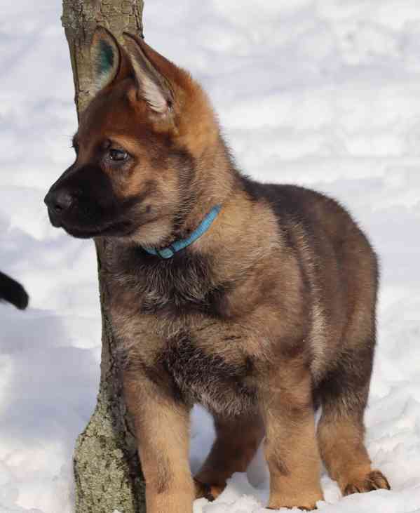 Německý ovčák s PP - foto 5