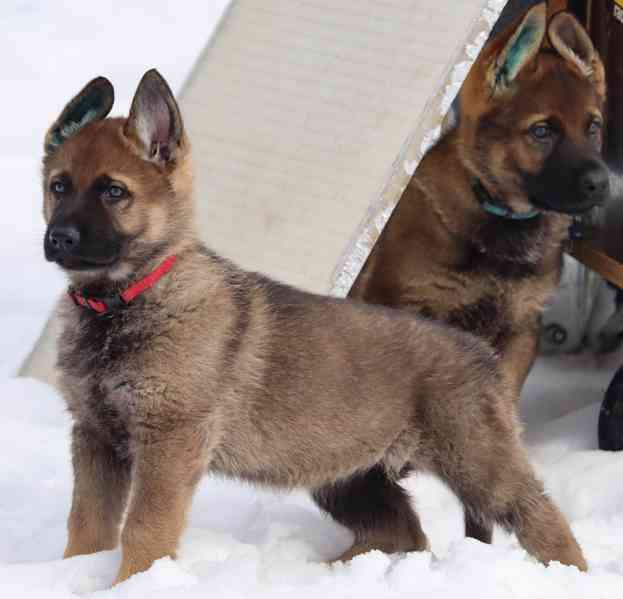 Německý ovčák s PP - foto 1