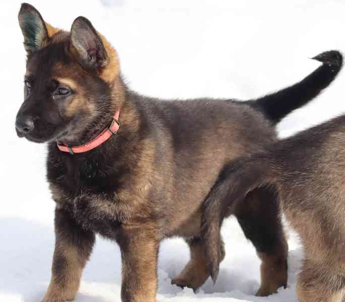 Německý ovčák s PP - foto 3