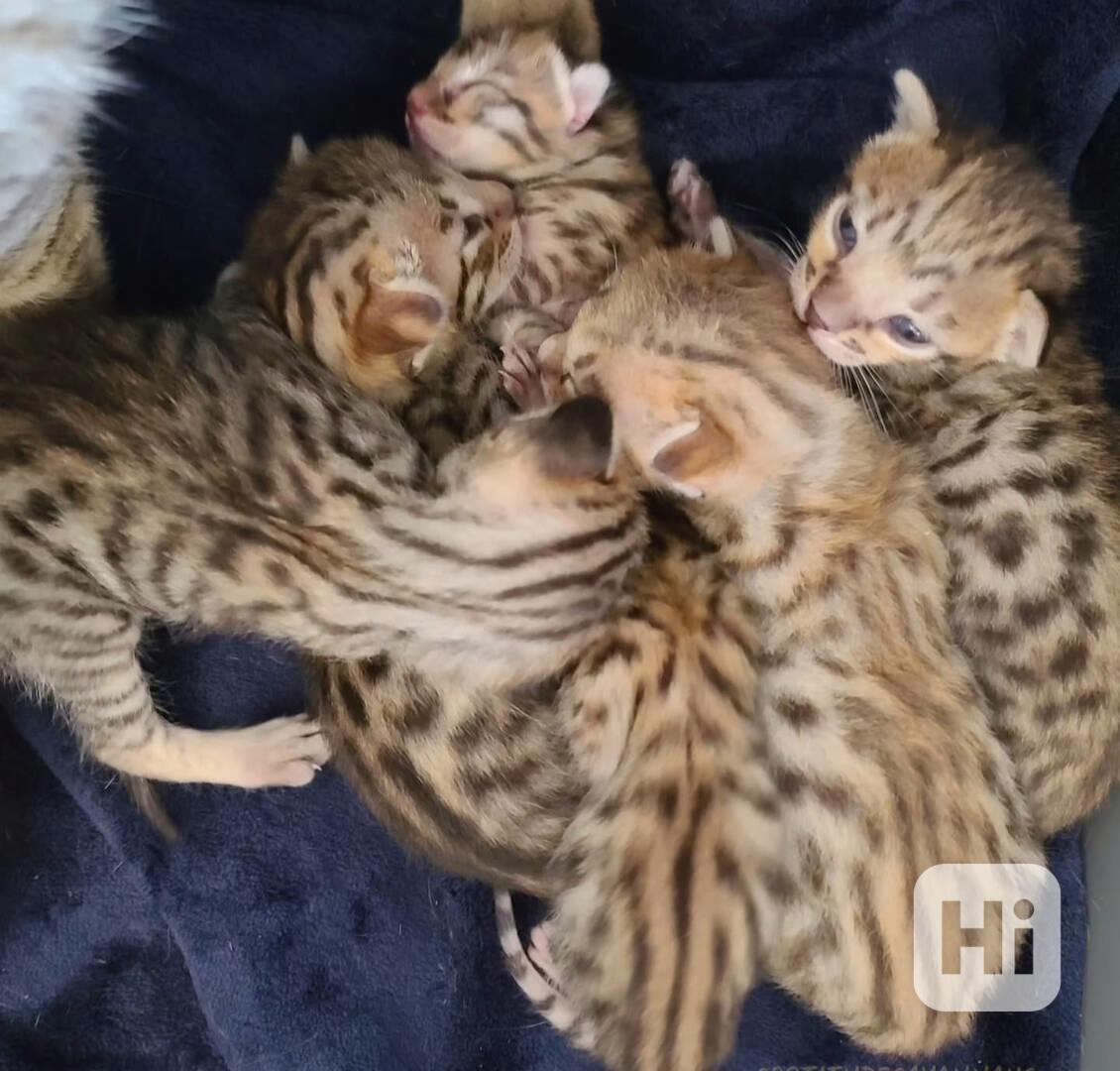Koťata Savannah f4, f5, f6 k dispozici - foto 1