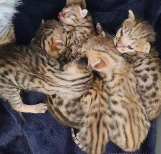 Koťata Savannah f4, f5, f6 k dispozici