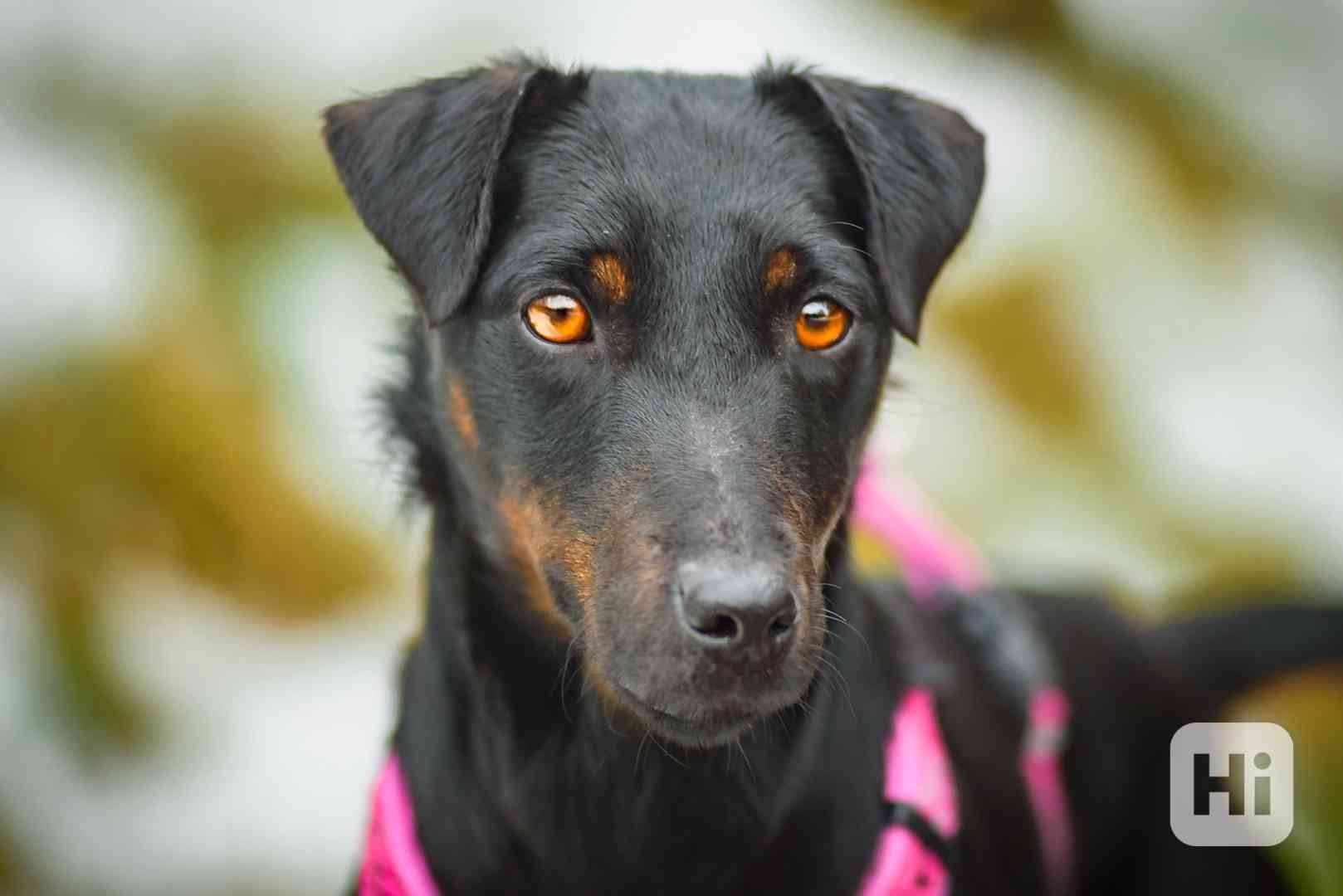 WANTED – hledá se páníček/panička pro PICKY - foto 1