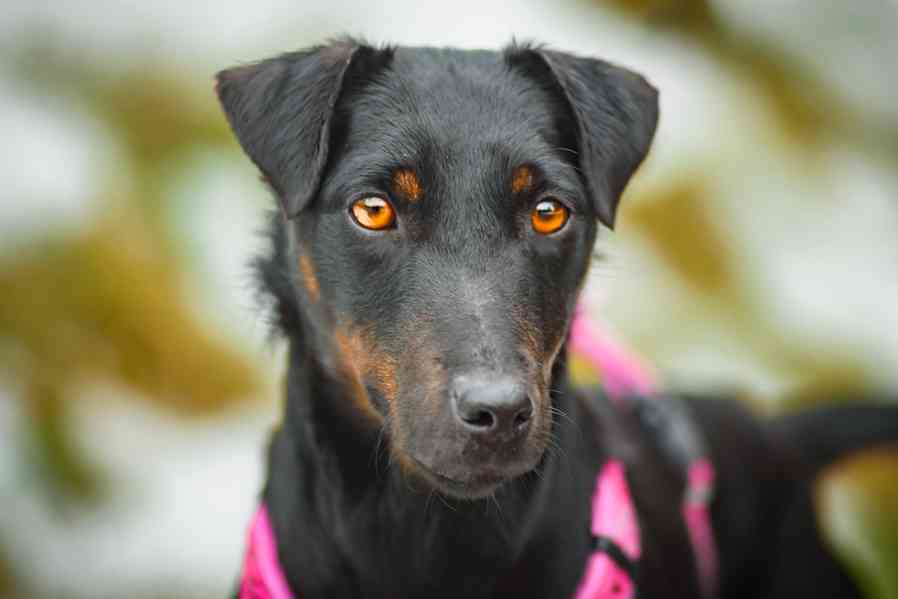 WANTED – hledá se páníček/panička pro PICKY - foto 3