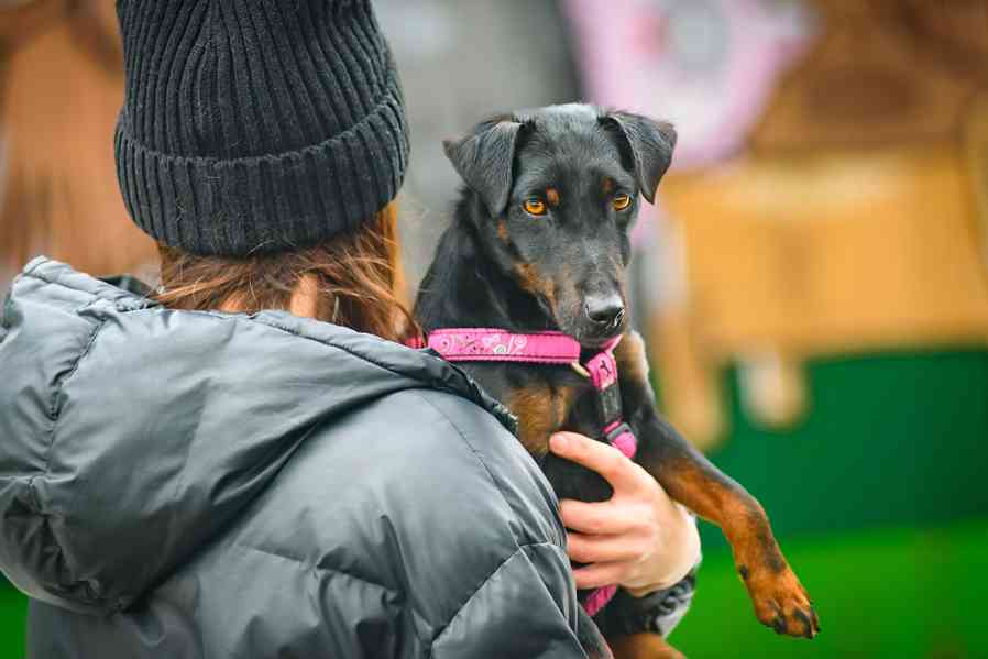 WANTED – hledá se páníček/panička pro PICKY - foto 2