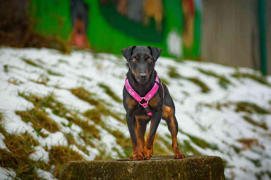 WANTED – hledá se páníček/panička pro PICKY - foto 4