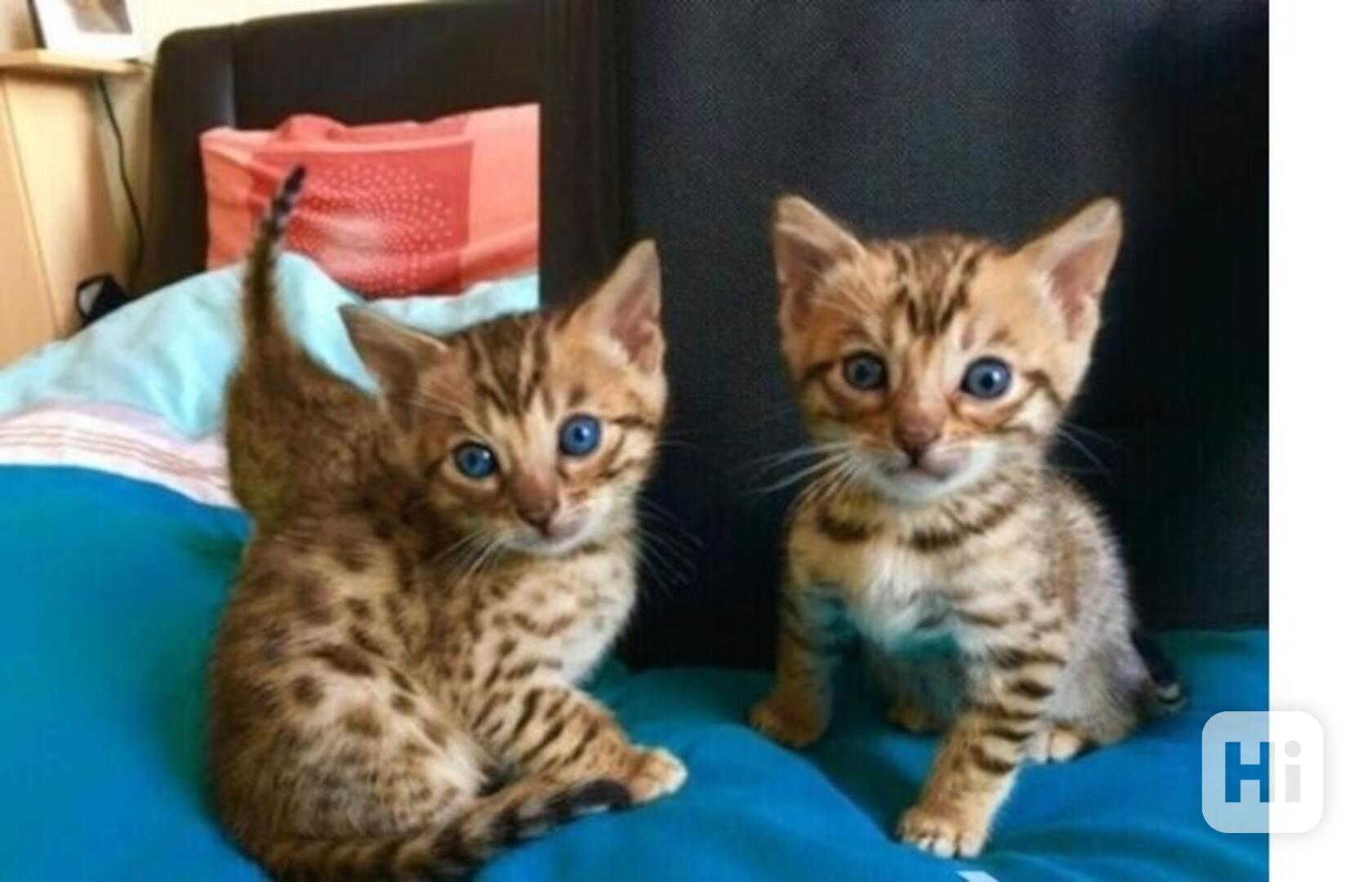 Čistokrevná bengálská koťata - foto 1
