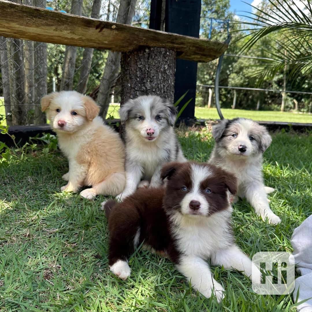 Štěňata australského ovčáka - foto 1