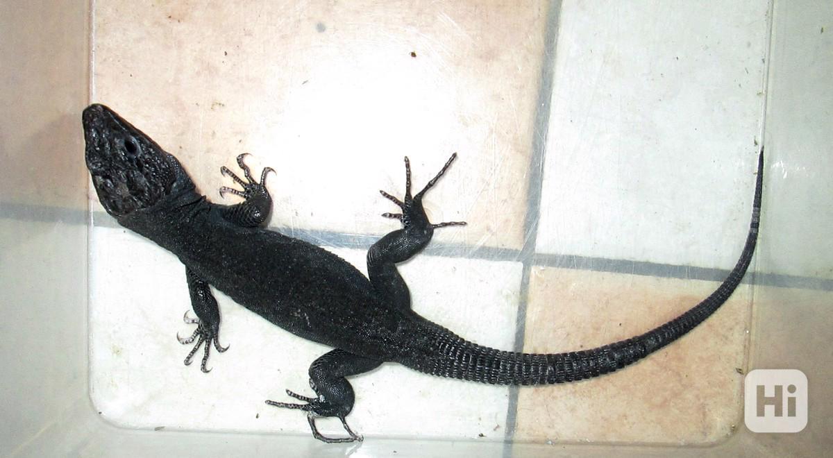 Timon lepidus - melanistic - foto 1