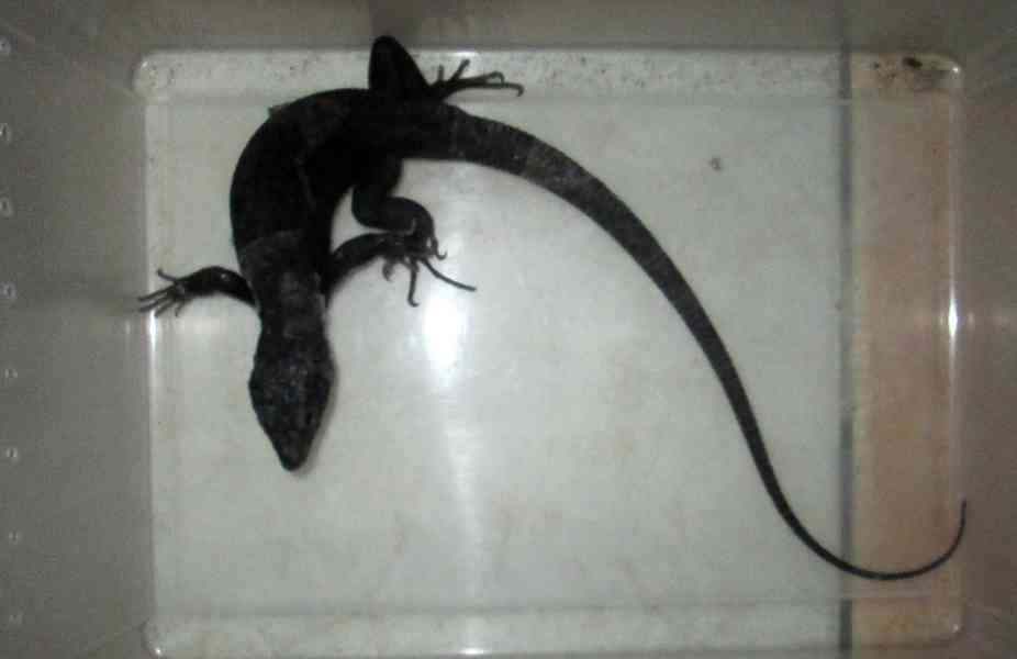 Timon lepidus - melanistic - foto 2