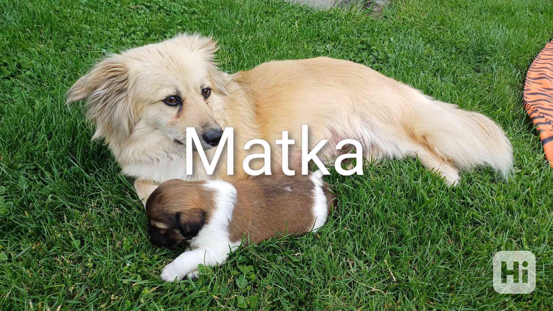 Prodám štěňata - foto 1