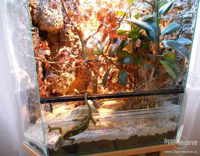 Terárium pro chameleona - foto 3