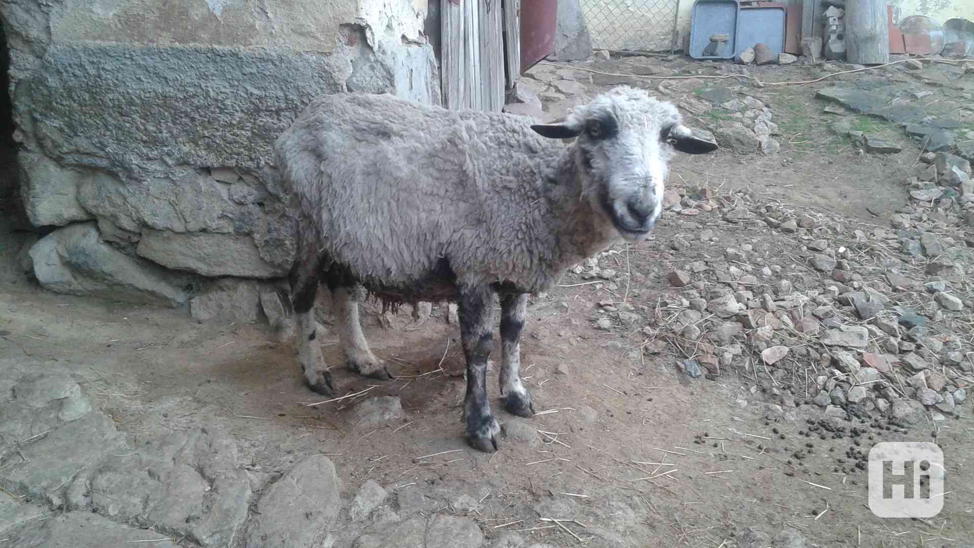 Prodám chovného berana - foto 1