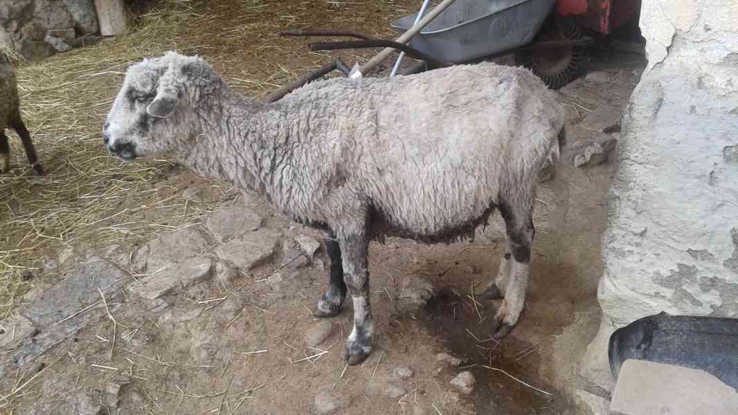 Prodám chovného berana - foto 2